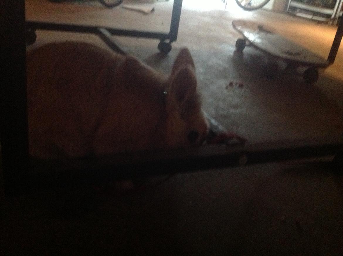 Kanin Sally billede 9