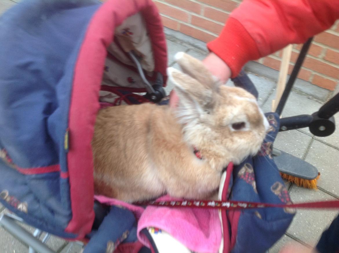 Kanin Sally billede 10