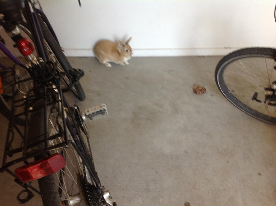 Kanin Sally billede 11