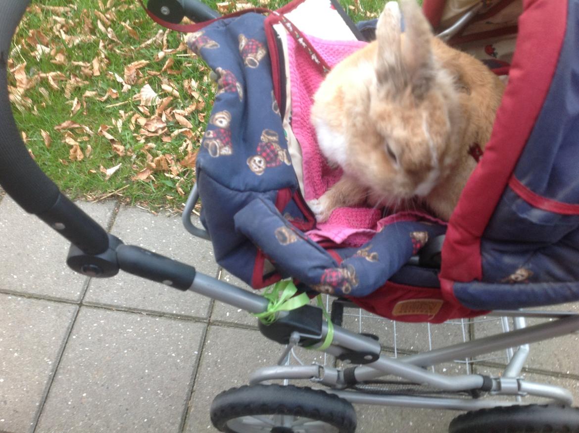 Kanin Sally billede 12