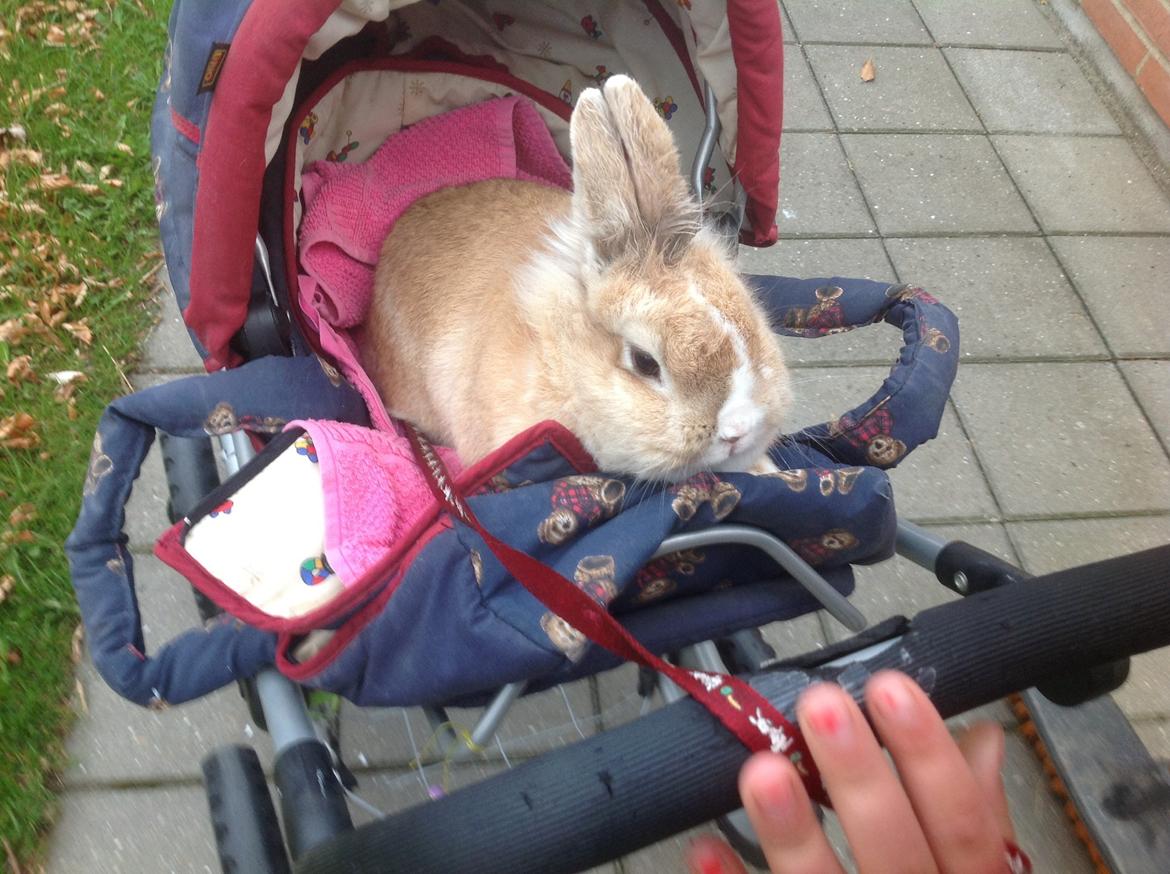 Kanin Sally billede 13