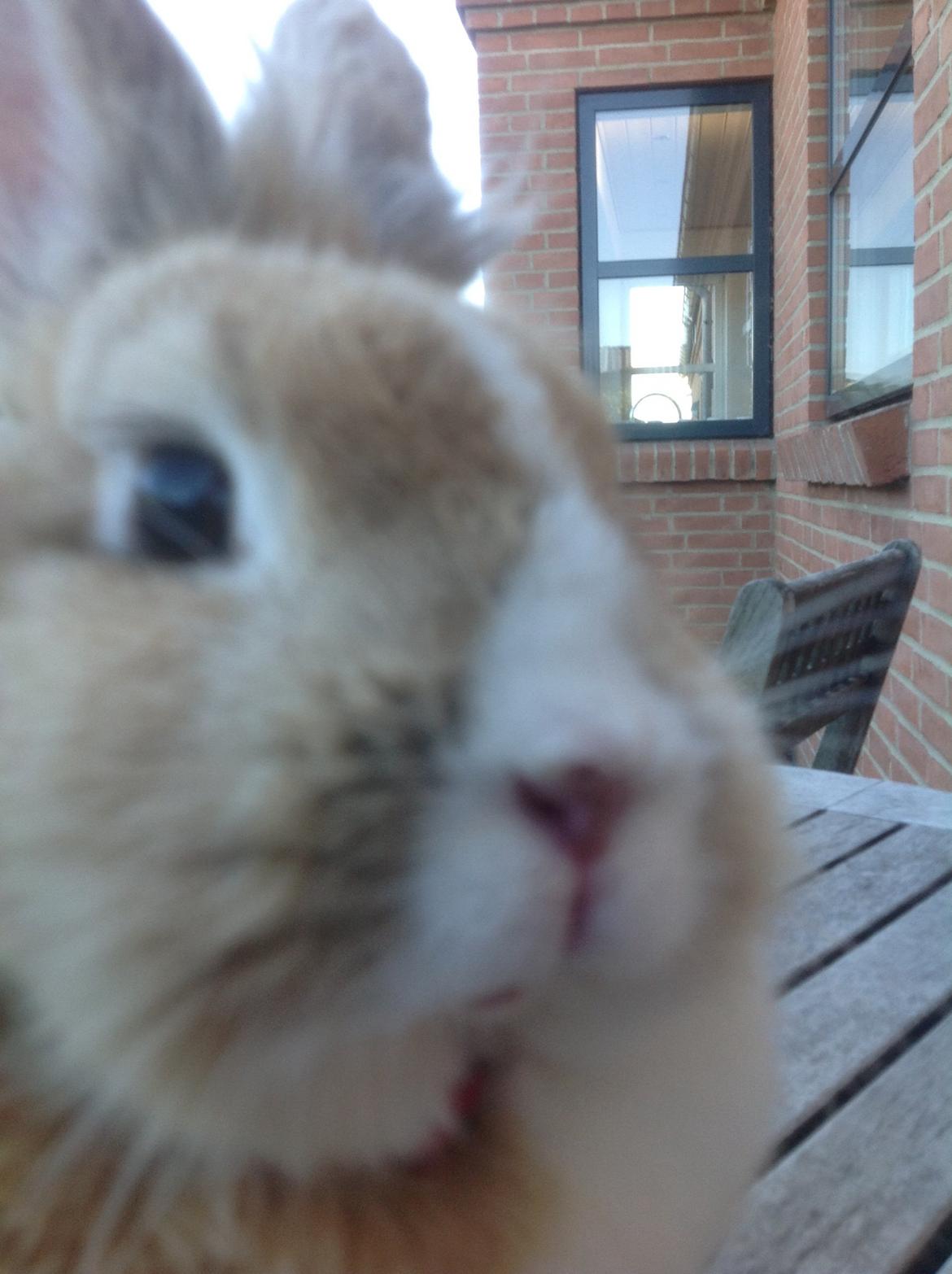 Kanin Sally billede 14