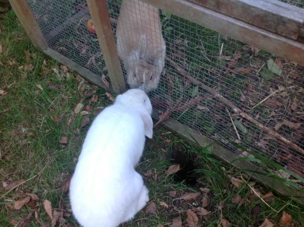 Kanin Sally billede 15