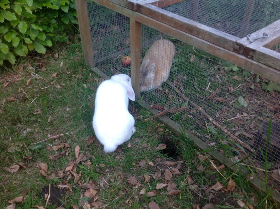 Kanin Sally billede 16