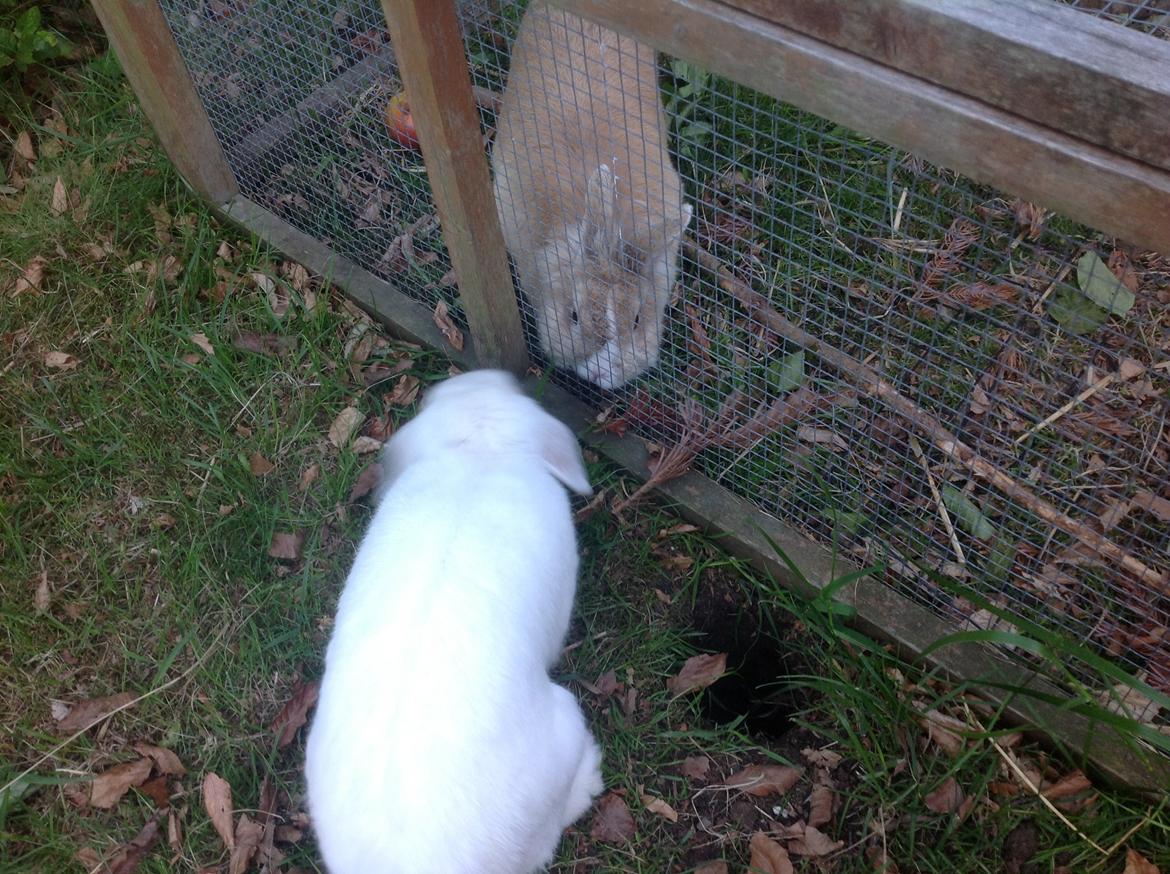 Kanin Sally billede 17