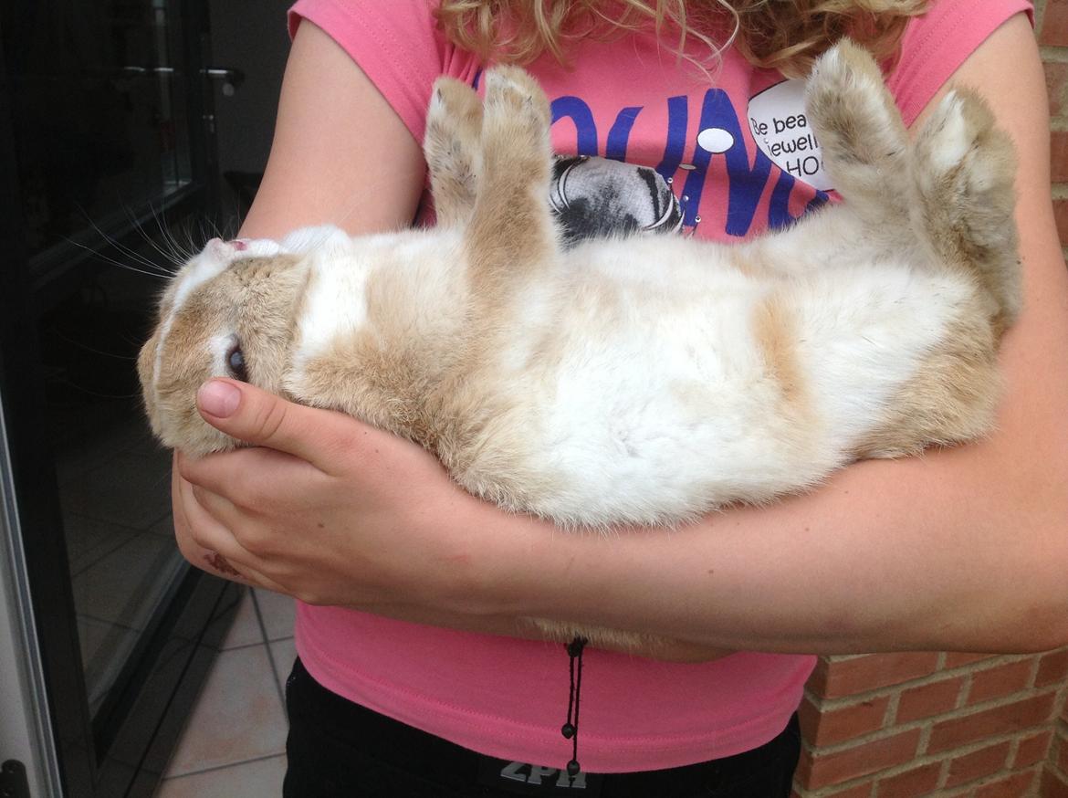 Kanin Sally billede 18