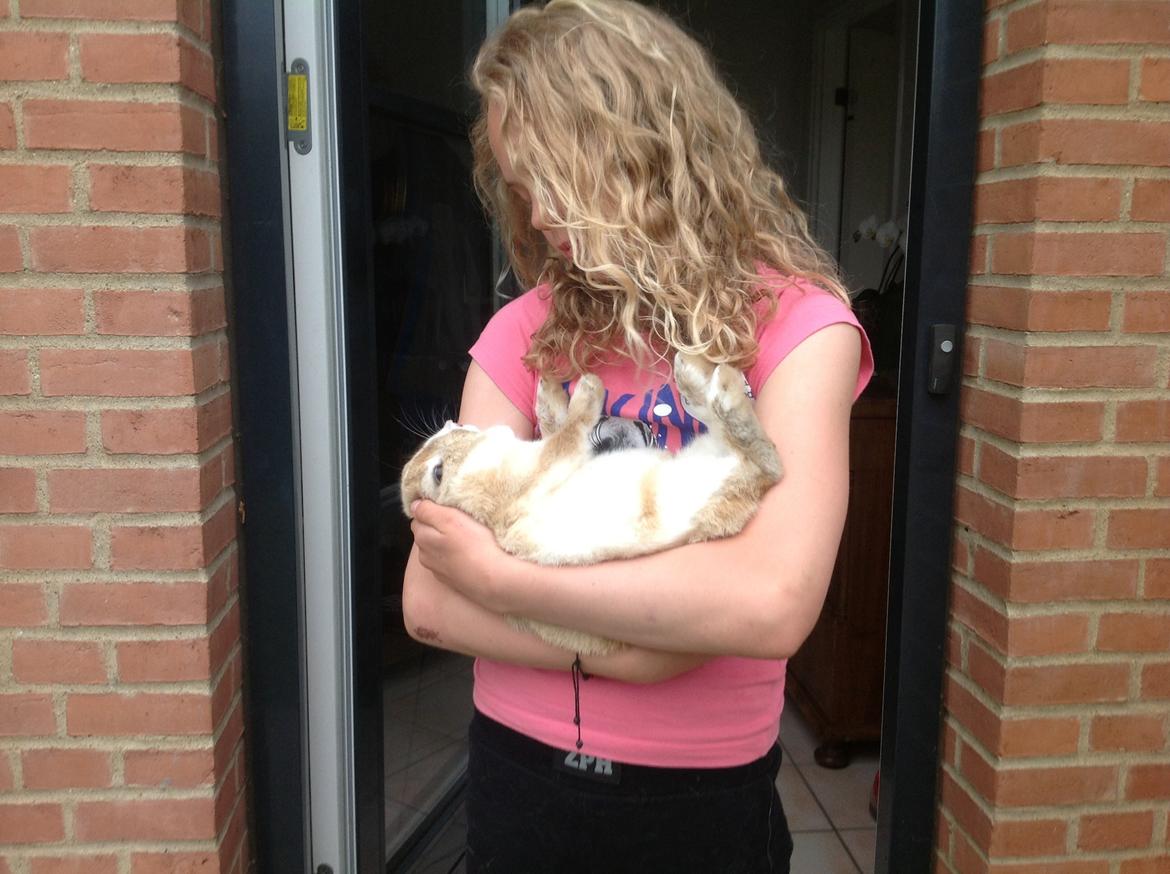 Kanin Sally billede 19