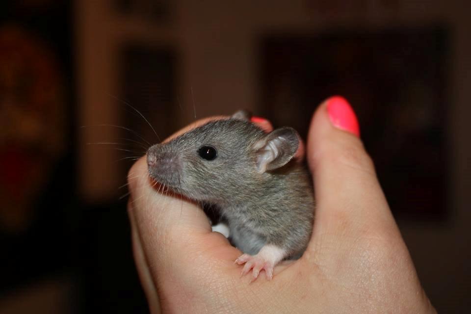 Tamrotte RoyalRatz Elysia - Billed venligts udlånt af Tine Agermose Jensen/RoyalRatz billede 6