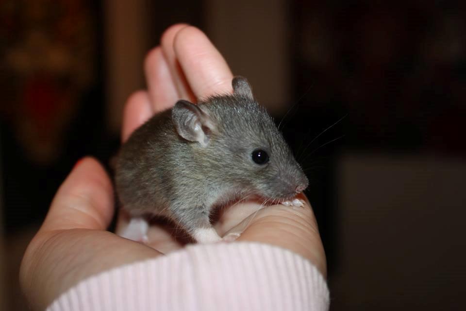Tamrotte RoyalRatz Elysia - Billed venligts udlånt af Tine Agermose Jensen/RoyalRatz billede 7
