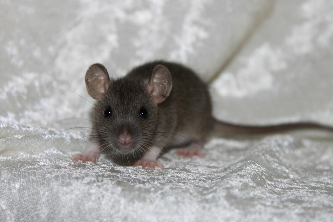 Tamrotte RoyalRatz Elysia billede 2