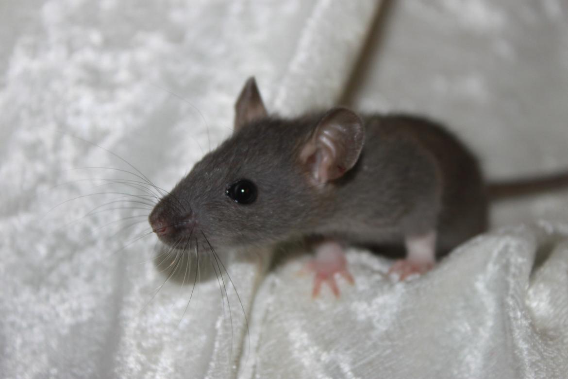 Tamrotte RoyalRatz Elysia billede 3