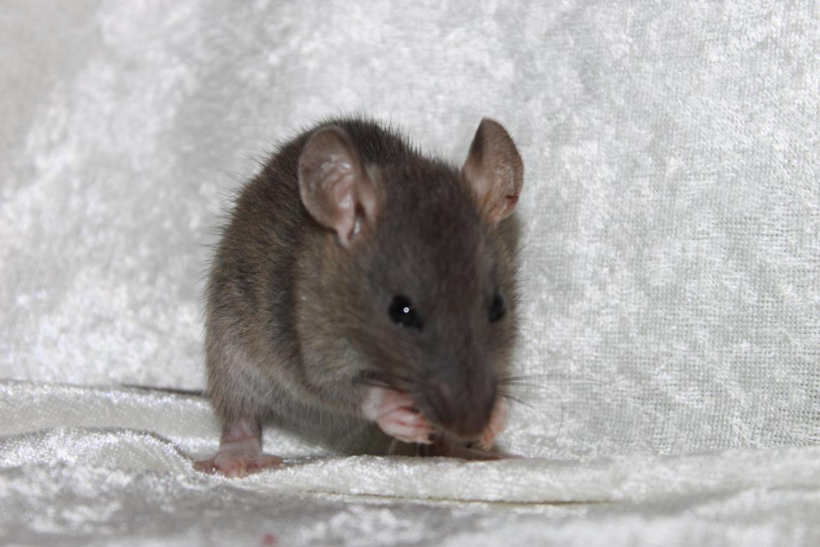 Tamrotte RoyalRatz Elysia billede 5