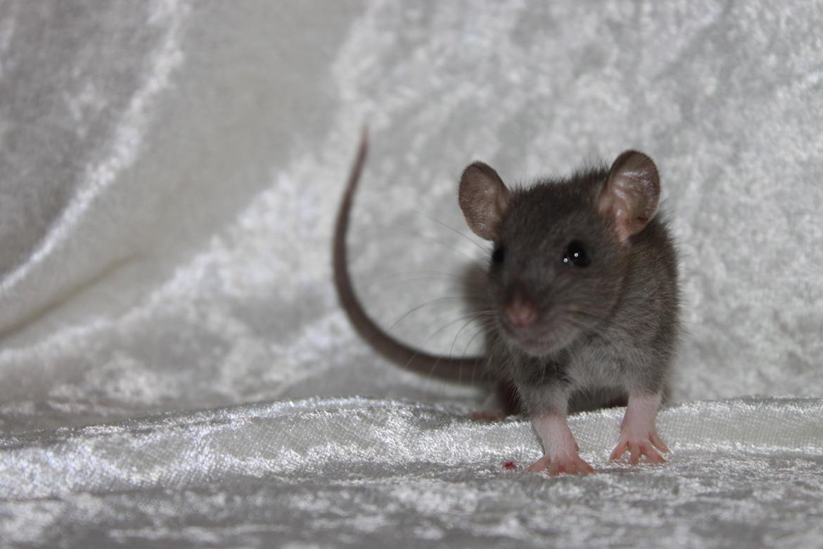 Tamrotte RoyalRatz Elysia billede 4