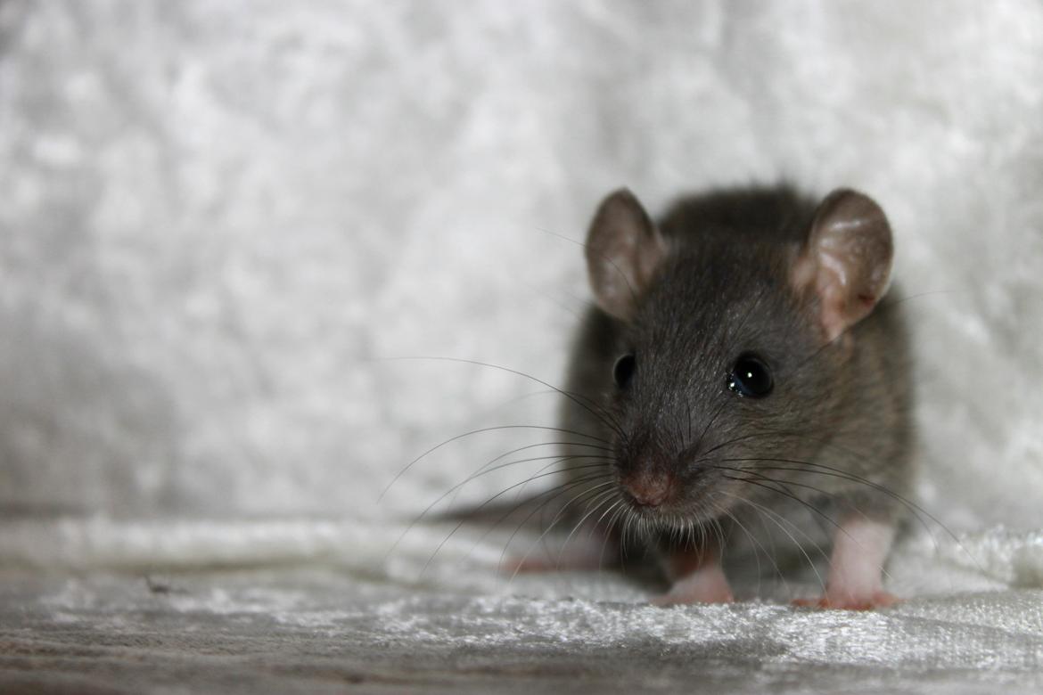 Tamrotte RoyalRatz Elysia billede 1