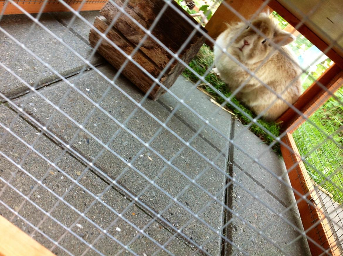 Kanin Sally billede 20