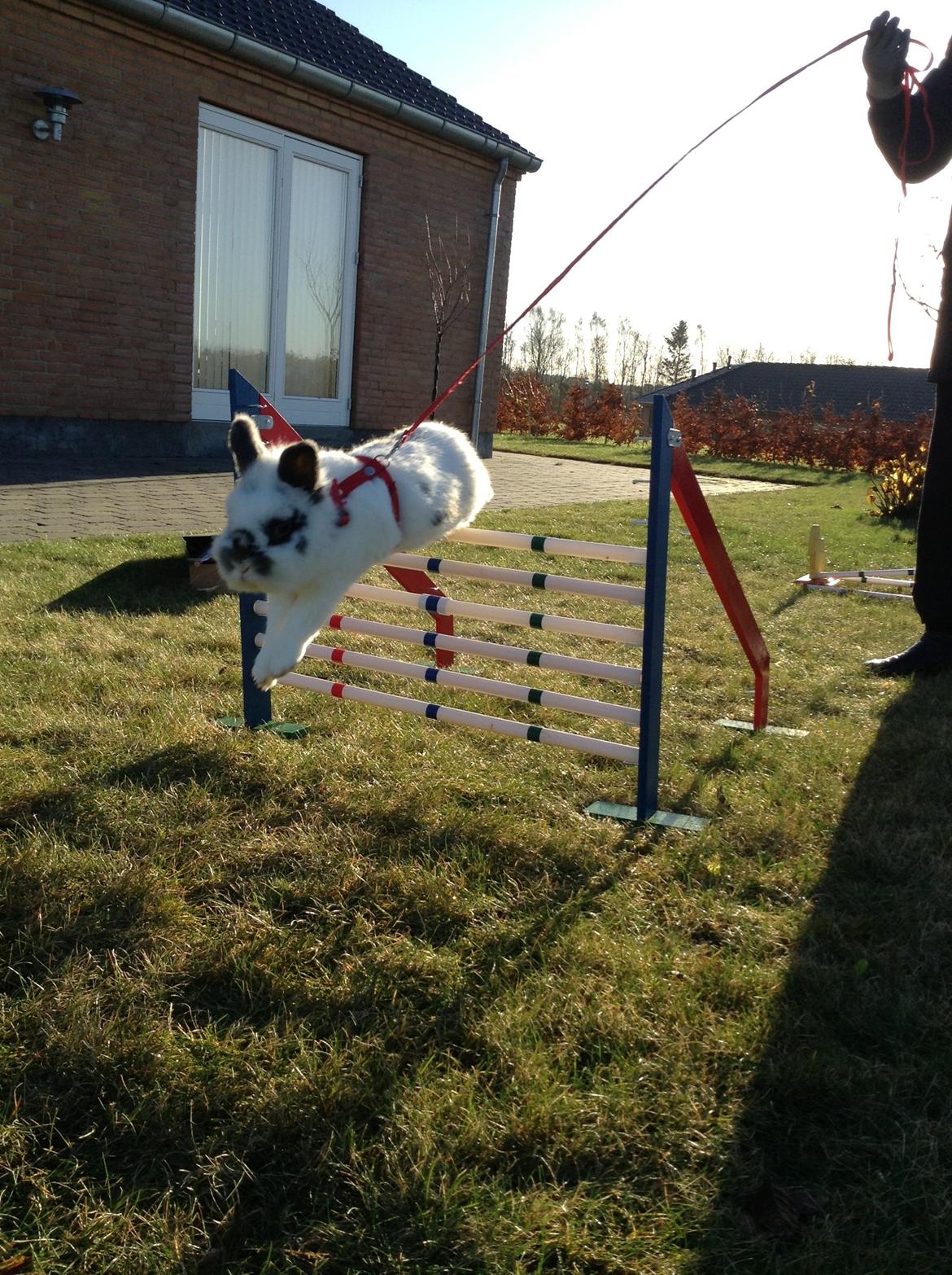 Kanin Pontus billede 9