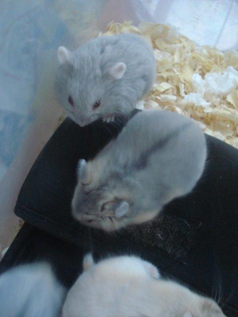 Dværghamster Tusse´s Minerva billede 4
