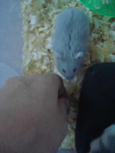 Dværghamster Tusse´s Minerva billede 3