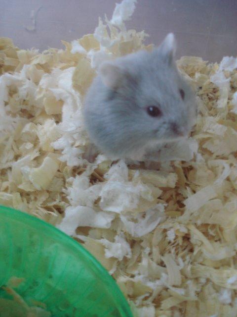 Dværghamster Tusse´s Minerva billede 1