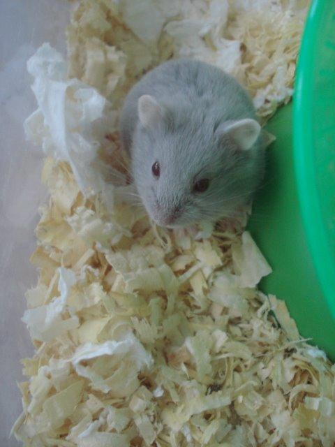 Dværghamster Tusse´s Minerva billede 2