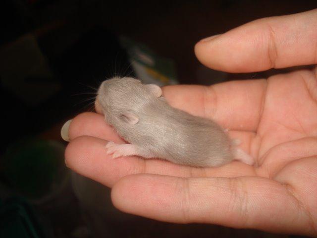 Dværghamster Tusse´s Minerva billede 6