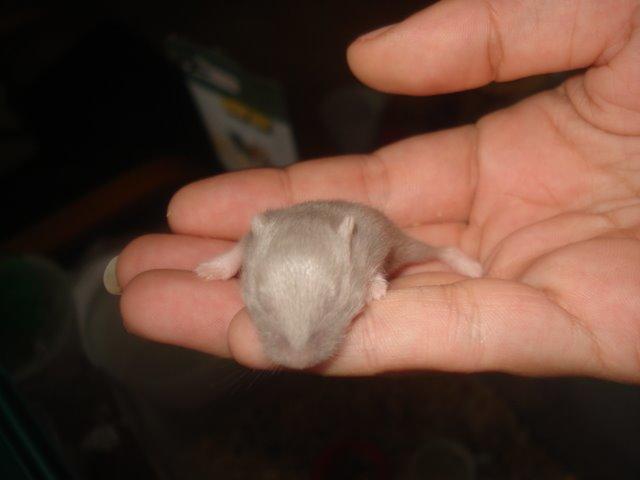 Dværghamster Tusse´s Minerva billede 7