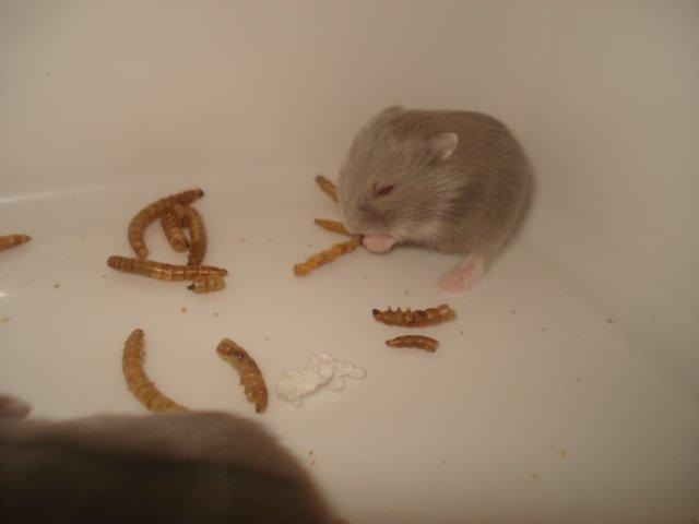 Dværghamster Tusse´s Minerva billede 8