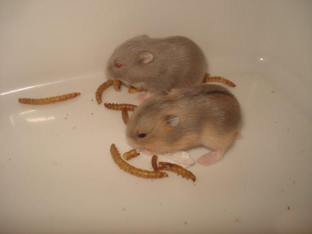 Dværghamster Tusse´s Minerva billede 9