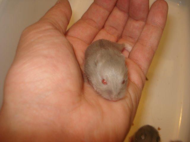 Dværghamster Tusse´s Minerva billede 10