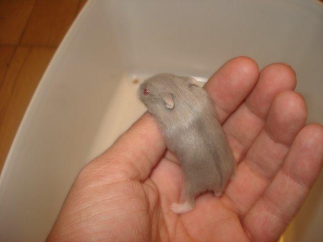 Dværghamster Tusse´s Minerva billede 11