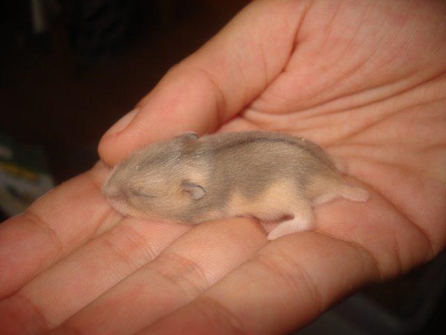 Dværghamster Tusse´s Molly billede 7