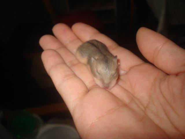 Dværghamster Tusse´s Molly billede 8
