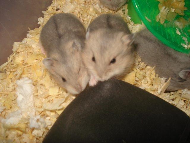 Dværghamster Tusse´s Molly billede 9