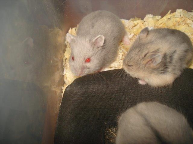 Dværghamster Tusse´s Molly billede 10