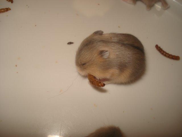 Dværghamster Tusse´s Molly billede 11