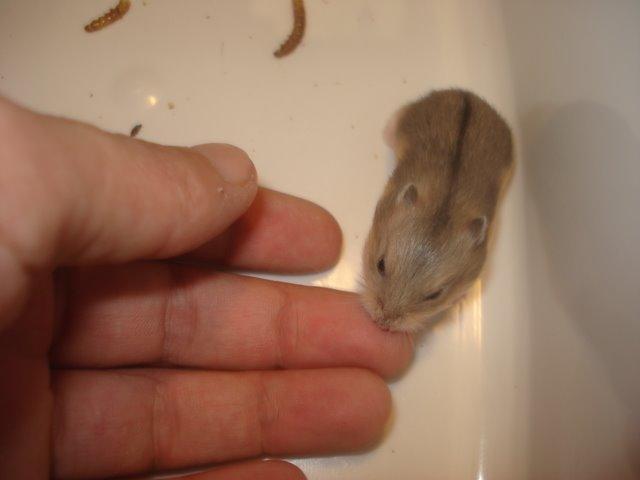 Dværghamster Tusse´s Molly billede 13