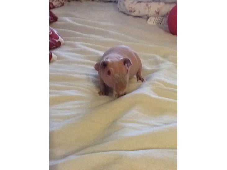 {{currentPhoto.altText}} billede {{currentPhoto.number}}