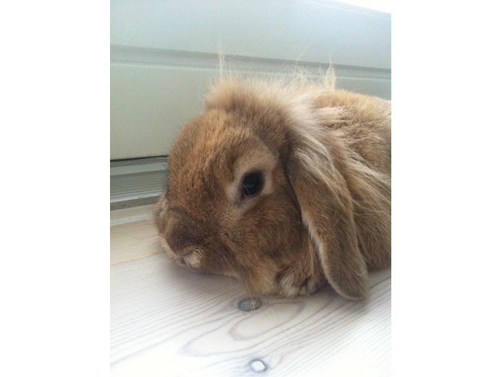 {{currentPhoto.altText}} billede {{currentPhoto.number}}