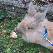 Kanin Freddy ..RIP..