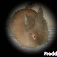 Kanin Freddy ..RIP..