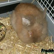 Kanin Freddy ..RIP..
