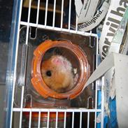 Hamster Lost In My Baby R.I.P.