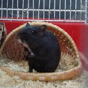 Ørkenrotte Figaro! :D