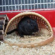 Ørkenrotte Figaro! :D