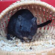 Ørkenrotte Figaro! :D