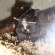 Ørkenrotte Figaro! :D