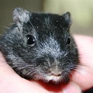 Ørkenrotte Figaro! :D