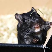 Ørkenrotte Piratos * Black *