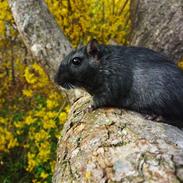 Ørkenrotte Piratos * Black *