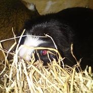 Marsvin Jackie R.I.P ):